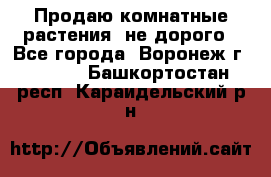 Продаю комнатные растения  не дорого - Все города, Воронеж г.  »    . Башкортостан респ.,Караидельский р-н